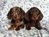 Ori̇ji̇nal Dachshund Yavrular  Sağlikli Ve Safkan