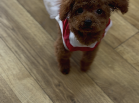 Lucy Baby Face