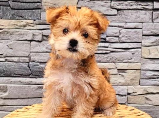 Morkie Yavrularımız görsel