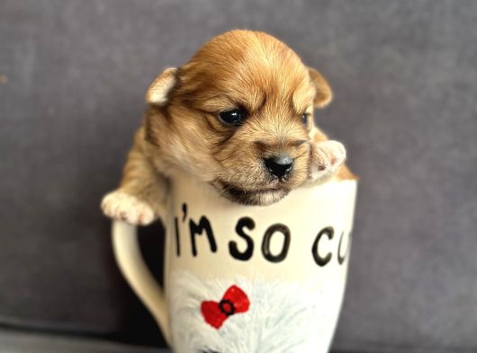 Morkie Yavrularımız görsel