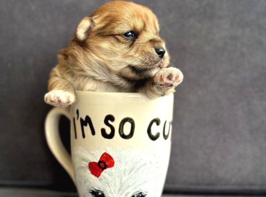 Morkie Yavrularımız görsel