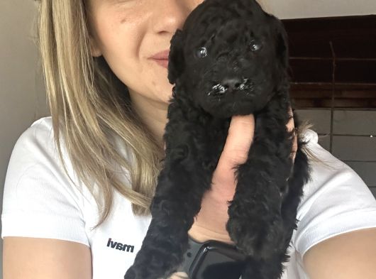Toy Poodle Bebekler Renk Renk görsel