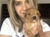 Toy Poodle Bebekler Renk Renk