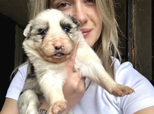 Border Collie Yavruları görsel