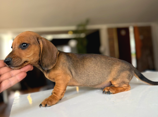 Sosis Köpekleri Orjinall görsel