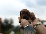 Patron Çıldırdı Herkes Poodle Sahibi Olacak Diyor