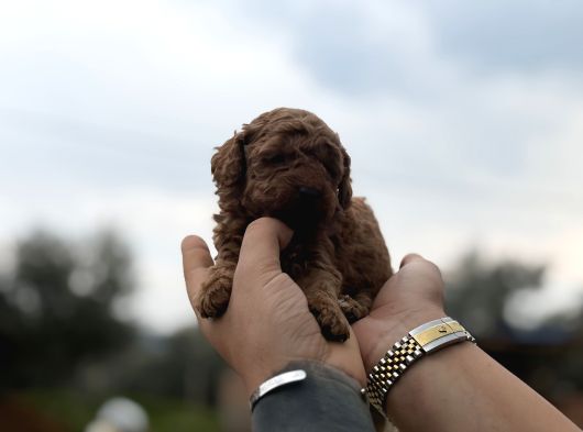 Patron Çıldırdı Herkes Poodle Sahibi Olacak Diyor görsel