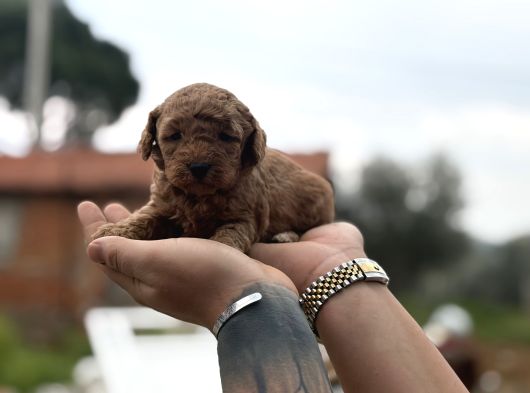 Patron çıldırdı herkes poodle sahibi olacak diyor