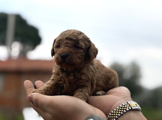 Patron çıldırdı herkes poodle sahibi olsun diyor