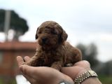 herkes bir gün ırkının güzeli poodle sahibi olacak