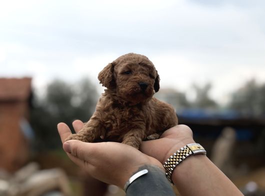 Patron Çıldırdı Herkes Poodle Sahibi Olacak Diyor görsel