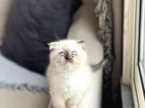 Ayi Surat Sevi̇mli̇ Chocalete Poi̇nt Scotti̇sh Fold