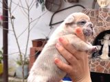 Safkan Egzoti̇k French Bulldog Yavrularim Rezervede
