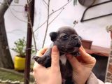 Safkan Egzoti̇k French Bulldog Yavrularim Rezervede