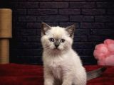 Ori̇ji̇nal Bebek Bri̇ti̇sh Shorthai̇rler