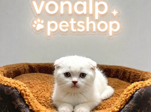 Vonalp Pet Garantisiyle Efsane Güzelli̇kte Scotti̇sh Fold