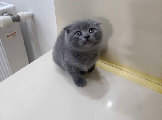 Yok Böylesi̇ Bakmadan Geçmeyi̇n Bebi̇şlere görsel