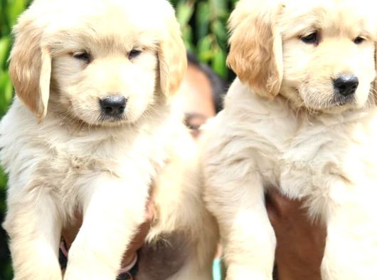 Golden Retri̇ever Yavrulari görsel