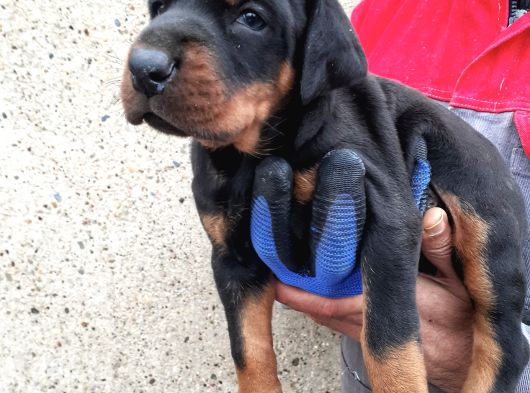 İri Yapılı Doberman Yavrular görsel
