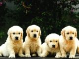 Golden Retri̇ever Yavrulari