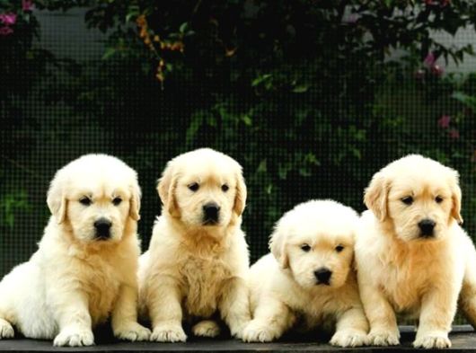 Golden Retri̇ever Yavrulari görsel