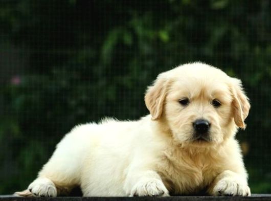 Golden Retri̇ever Yavrulari görsel