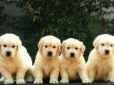 GOLDEN RETRİEVER YAVRULARI