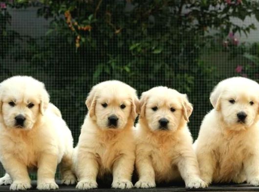Golden Retri̇ever Yavrulari