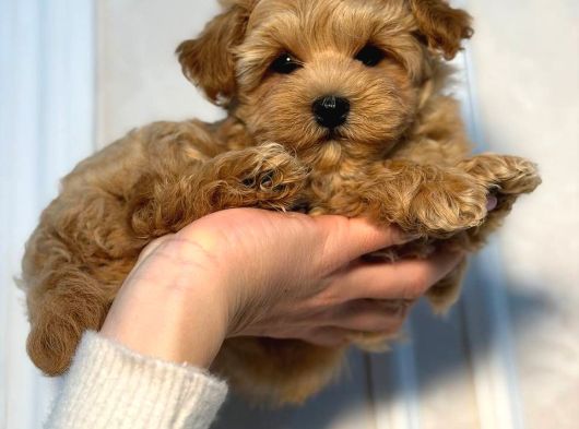 Malti̇poo Ci̇nsi̇ Yavrular Ev Üreti̇mi̇