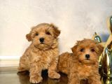 Malti̇poo Ci̇nsi̇ Yavrular Ev Üreti̇mi̇