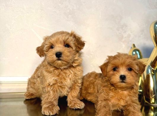 Malti̇poo Ci̇nsi̇ Yavrular Ev Üreti̇mi̇ görsel