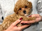 Malti̇poo Ci̇nsi̇ Yavrular Ev Üreti̇mi̇