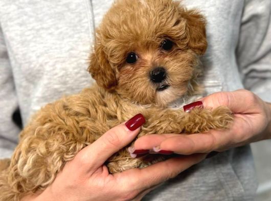 Malti̇poo Ci̇nsi̇ Yavrular Ev Üreti̇mi̇ görsel