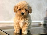 Malti̇poo Ci̇nsi̇ Yavrular Ev Üreti̇mi̇