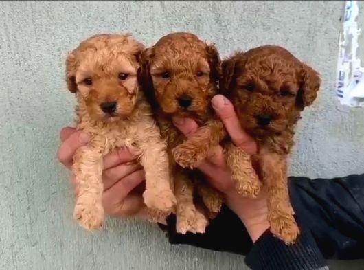 TOY POODLE SEVİMLİ YAVRULAR EV ÜRETİMİ