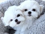 MALTESE TERRİER SEVİMLİ YAVRULAR