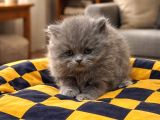 A kaliteli British longhair yavrularımız