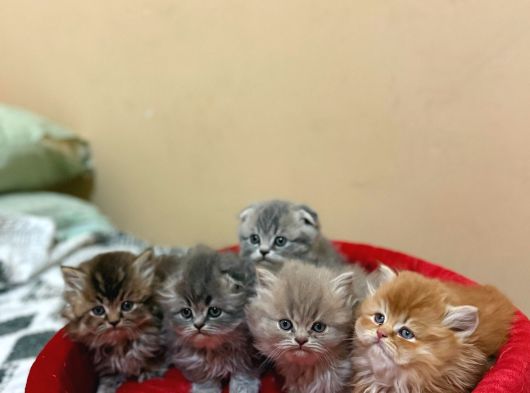 A Kalite Her Renk Sevimli Wc Eğitimli
