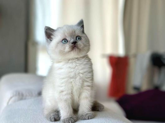 Safkan Blue Point Yavrumuz Yeni Yuvasını