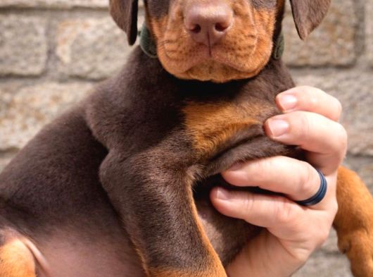45 Günlük Kızıl Dobermanlarım görsel