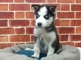 Husky Yavrular