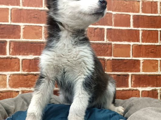 Husky Yavrular görsel