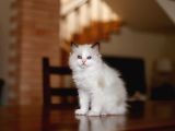 Asaletli Ragdoll