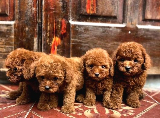 Bebek Yüzlü Toy Poodle