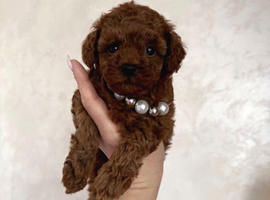 Ruhsatlı Çiftliğimizden Toy Poodle Bebekler görsel