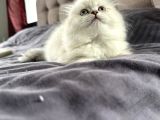Scottish Fold Yavrular