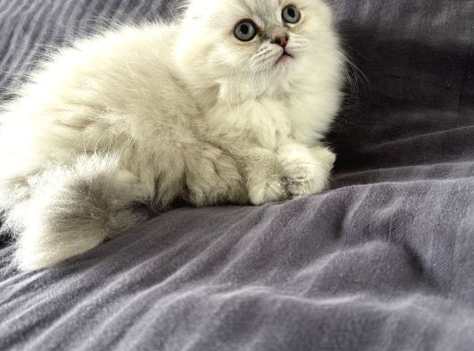 Scottish Fold Yavrular görsel