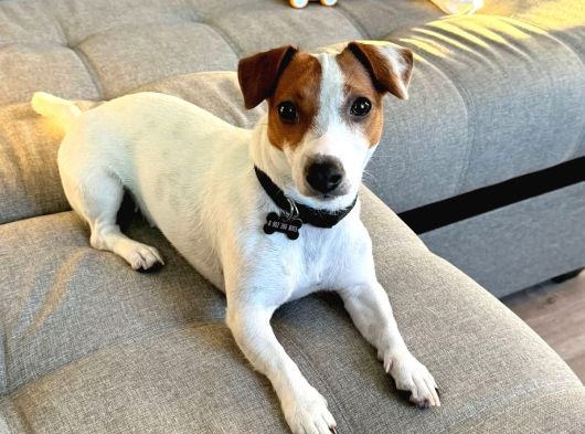 Jack Russel Yavrularimiz Hazirdir görsel