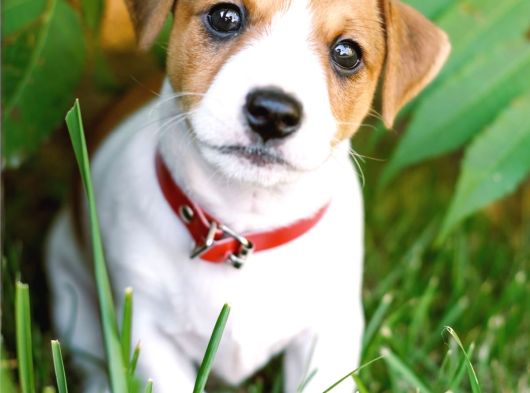 Jack Russel Yavrularimiz Hazirdir görsel