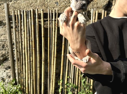 A Kali̇te Fawn French Yavrularimiz görsel